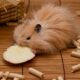 Hamster braucht dringend Friseur