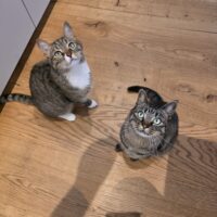 Miniaturansicht für das Anzeigenbild